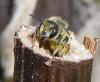 Megachile centuncularis